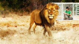 Man V. Lion — foto 2