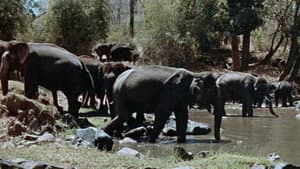 Tarzan's Three Challenges — foto 2