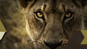 Malika the Lion Queen — foto 1