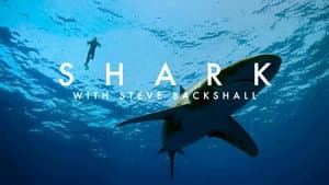 Shark with Steve Backshall — foto 8