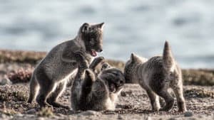 Canada: Surviving the Wild North — foto 1