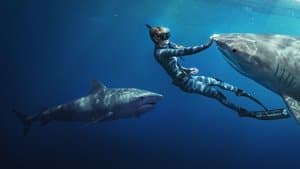 La Encantadora de Tiburones — foto 1