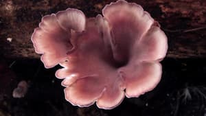 The Kingdom: How Fungi Made Our World — foto 3