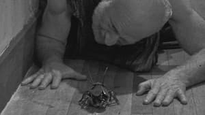 Bugs Without Morals — foto 3