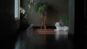 As Mil e Uma Noites: Volume 2, O Desolado — foto 2