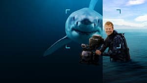 Tiburones De Cerca Con Bertie Gregory — foto 1