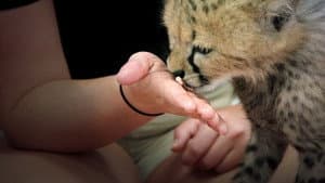 Secrets of the Zoo — foto 4