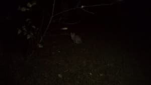 Marshmallow of Death — foto 1