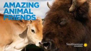 Amazing Animal Friends — foto 1