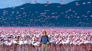 Flamencos