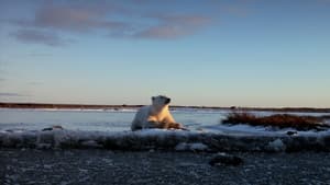 Wonders of the Arctic — foto 1