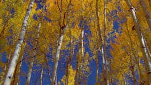 Bosques