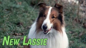 The New Lassie — foto 1
