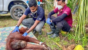 Orang-Utans - Borneos Waldmenschen — foto 11