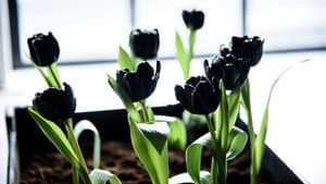 Zwarte Tulp — foto 1