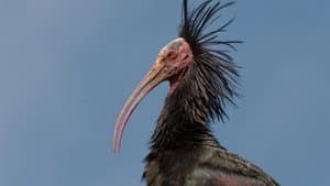 Der Waldrapp: Zugvogel im Aufwind — foto 1