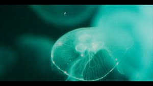 Jelly Rocket — foto 2