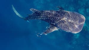 50 Shades of Sharks — foto 7