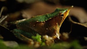 Wild Chile — foto 4