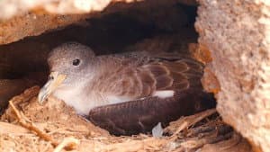 Die Vogelretter von Linosa — foto 1