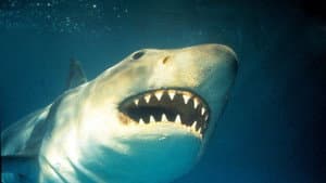 Shark Terror: The Real Jaws — foto 1