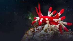 Ocean's Weirdest — foto 4