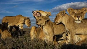Lion Gangland — foto 2
