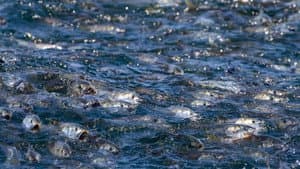 The Biggest Little Fish You've Never Seen — foto 1