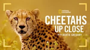 Cheetahs Up Close with Bertie Gregory — foto 5