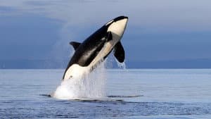 Orcas - Herrscher der Meere — foto 1