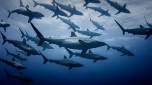 Extinct or Alive: Land of the Lost Sharks — foto 1