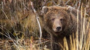 Yukon's Wild Grizzlies — foto 1