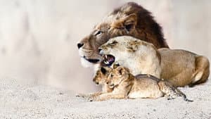 Lion Dynasty — foto 1