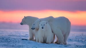 Kingdom of the Polar Bears — foto 2