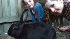 My Rabit Hoppy — foto 1