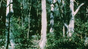 Australian Bush — foto 9