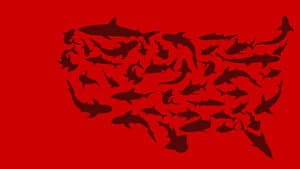 United Sharks of America — foto 2