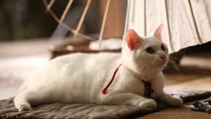 猫侍 — foto 1