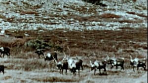 Netsilik Eskimo, II: At the Caribou Crossing Place — foto 9