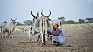 El sistema de la leche — foto 2