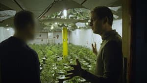 Cannabis illégal — foto 1