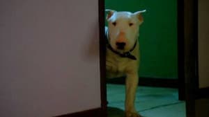 Baxter — foto 1