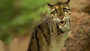 Wild Cats of India — foto 2