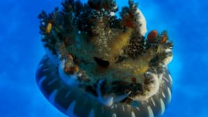 Wonders of the Sea 3D — foto 2