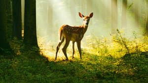 Bambi: Una Aventura en el Bosque — foto 4