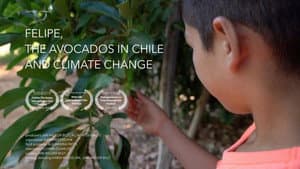 Felipe, los aguacates en Chile y el cambio climático — foto 1