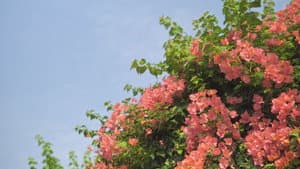 Pink&Pastel — foto 1