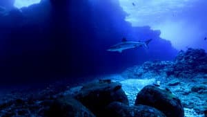 Sharkcano — foto 6