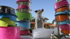 Pancho, el perro millonario — foto 2