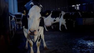 Cow — foto 2